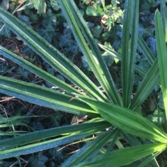 Livistona australis at Acton, ACT - suppressed