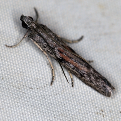 Meyrickiella homosema (Phycitine Moth) at QPRC LGA - 16 Apr 2021 by ibaird