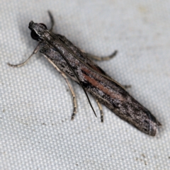Meyrickiella homosema (Phycitine Moth) at Wyanbene, NSW - 16 Apr 2021 by ibaird