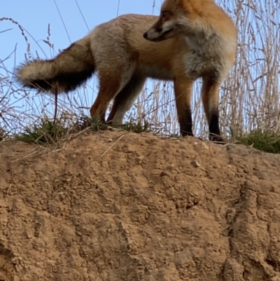 Vulpes vulpes (Red Fox) at Jerrabomberra Wetlands - 1 May 2021 by KL