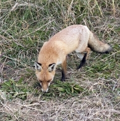 Vulpes vulpes at Fyshwick, ACT - 1 May 2021