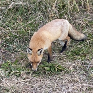 Vulpes vulpes at Fyshwick, ACT - 1 May 2021 04:51 PM