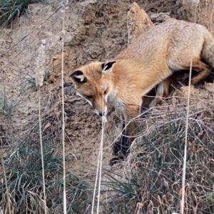 Vulpes vulpes at Fyshwick, ACT - 1 May 2021 04:51 PM