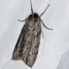 Chlenias banksiaria group (A Geometer moth) at QPRC LGA - 16 Apr 2021 by ibaird