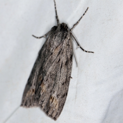 Chlenias banksiaria group (A Geometer moth) at Wyanbene, NSW - 16 Apr 2021 by ibaird