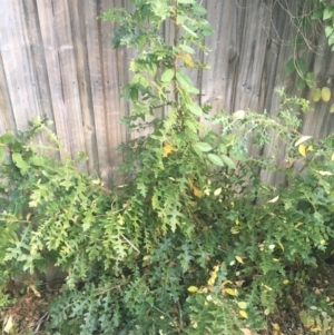 Quercus robur at O'Connor, ACT - 1 May 2021