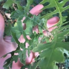 Quercus robur at O'Connor, ACT - 1 May 2021