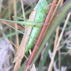 Conocephalus sp. (genus) (A Tussock Katydid) at Sullivans Creek, O'Connor - 1 May 2021 by Ned_Johnston