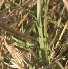 Conocephalus sp. (genus) at O'Connor, ACT - 1 May 2021