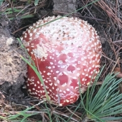 Amanita muscaria (Fly Agaric) at Sullivans Creek, Turner - 1 May 2021 by Ned_Johnston
