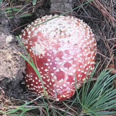 Amanita muscaria (Fly Agaric) at Turner, ACT - 1 May 2021 by NedJohnston
