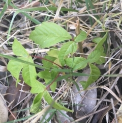 Acer negundo (Box Elder) at O'Connor, ACT - 1 May 2021 by NedJohnston
