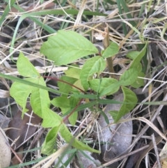 Acer negundo (Box Elder) at O'Connor, ACT - 1 May 2021 by Ned_Johnston