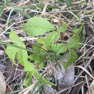 Acer negundo at O'Connor, ACT - 1 May 2021 02:39 PM