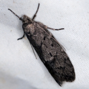 Oecophoridae (family) at Wyanbene, NSW - 16 Apr 2021