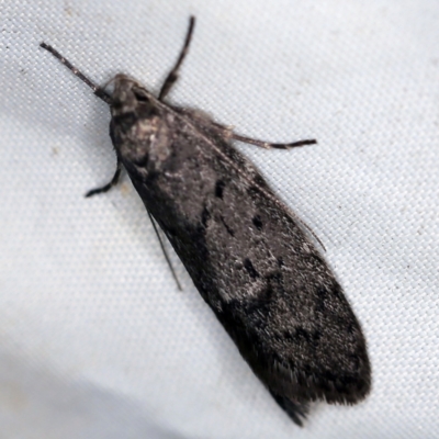 Oecophoridae (family) (Unidentified Oecophorid concealer moth) at Wyanbene, NSW - 16 Apr 2021 by ibaird