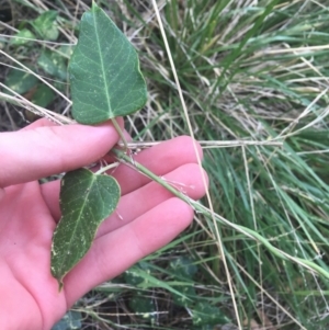 Araujia sericifera at Turner, ACT - 2 May 2021 09:39 AM