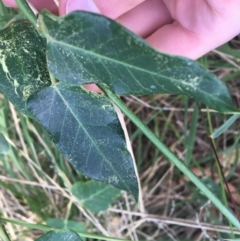 Araujia sericifera at Turner, ACT - 2 May 2021 09:39 AM