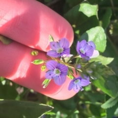 Veronica anagallis-aquatica (Blue Water Speedwell) at Acton, ACT - 1 May 2021 by NedJohnston