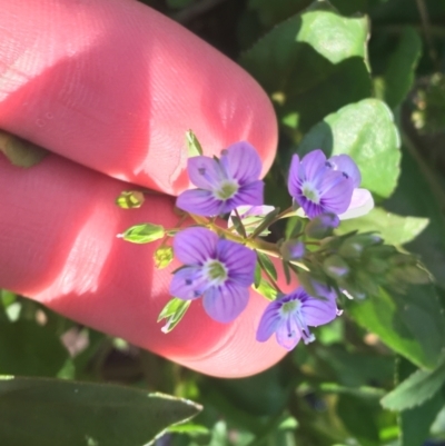 Veronica anagallis-aquatica (Blue Water Speedwell) at Acton, ACT - 1 May 2021 by NedJohnston