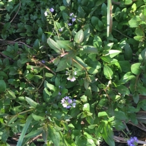 Veronica anagallis-aquatica at Acton, ACT - 1 May 2021