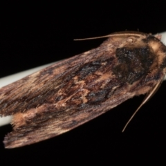 Sorama bicolor at Melba, ACT - 5 Jan 2021
