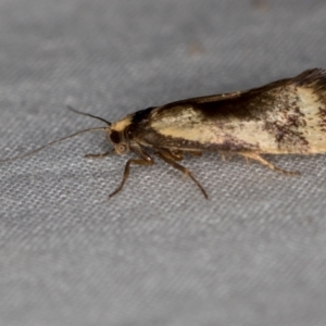 Isomoralla pyrrhoptera at Melba, ACT - 5 Jan 2021 12:03 AM