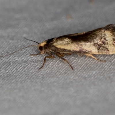 Isomoralla pyrrhoptera (A concealer moth) at Melba, ACT - 4 Jan 2021 by Bron