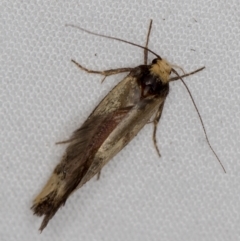 Isomoralla pyrrhoptera at Melba, ACT - 5 Jan 2021