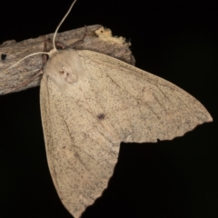 Arhodia lasiocamparia (Pink Arhodia (Oenochrominae)) at Melba, ACT - 5 Jan 2021 by Bron