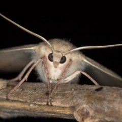 Arhodia lasiocamparia at Melba, ACT - 5 Jan 2021 12:09 AM