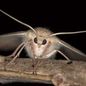 Arhodia lasiocamparia at Melba, ACT - 5 Jan 2021