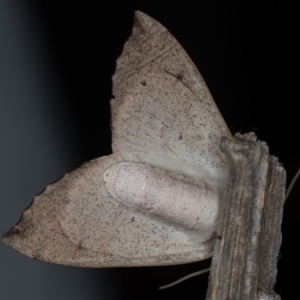 Arhodia lasiocamparia at Melba, ACT - 5 Jan 2021 12:09 AM