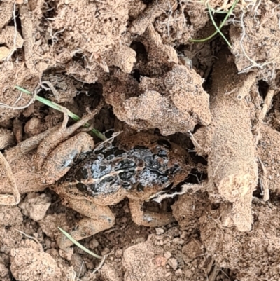 Limnodynastes tasmaniensis (Spotted Grass Frog) at Moncrieff, ACT - 30 Apr 2021 by Jiggy