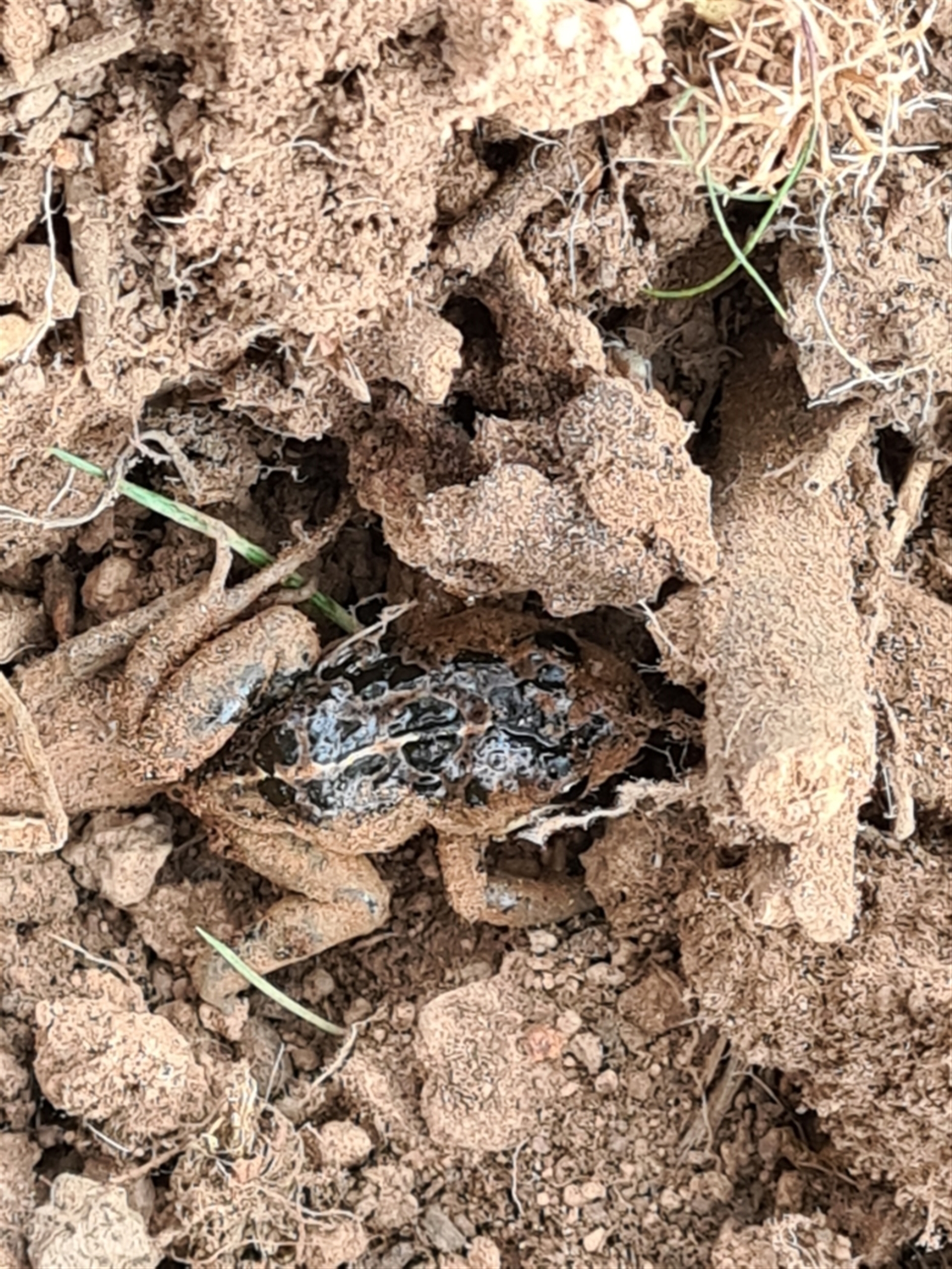 Limnodynastes tasmaniensis at Moncrieff, ACT - Canberra Nature Map