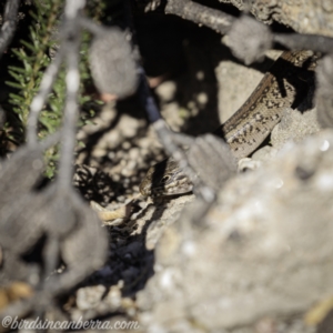 Liopholis whitii at Wog Wog, NSW - 24 Apr 2021