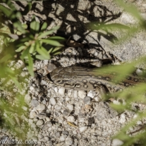 Liopholis whitii at Wog Wog, NSW - 24 Apr 2021 02:17 PM