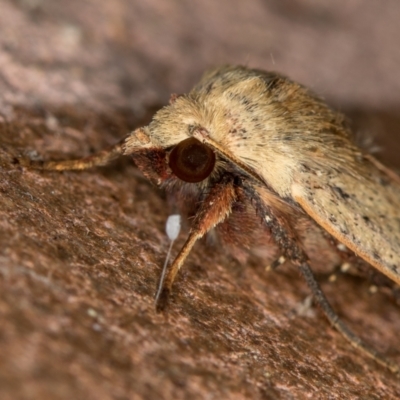 Diarsia intermixta (Chevron Cutworm, Orange Peel Moth.) at Melba, ACT - 5 Jan 2021 by Bron