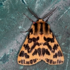 Spilosoma curvata (Crimson Tiger Moth) at Melba, ACT - 4 Jan 2021 by Bron