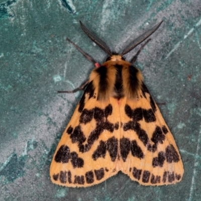 Ardices curvata (Crimson Tiger Moth) at Melba, ACT - 4 Jan 2021 by Bron