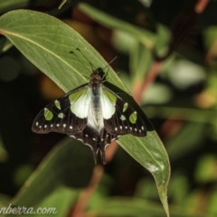 Graphium macleayanum (Macleay's Swallowtail) at Wog Wog, NSW - 24 Apr 2021 by JonSteinbeck