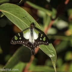 Graphium macleayanum (Macleay's Swallowtail) at QPRC LGA - 24 Apr 2021 by BIrdsinCanberra