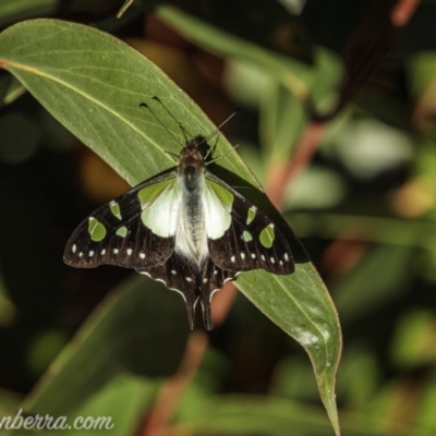 Graphium macleayanum (Macleay's Swallowtail) at Wog Wog, NSW - 24 Apr 2021 by BIrdsinCanberra
