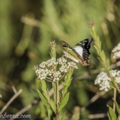 Graphium macleayanum at Wog Wog, NSW - 24 Apr 2021