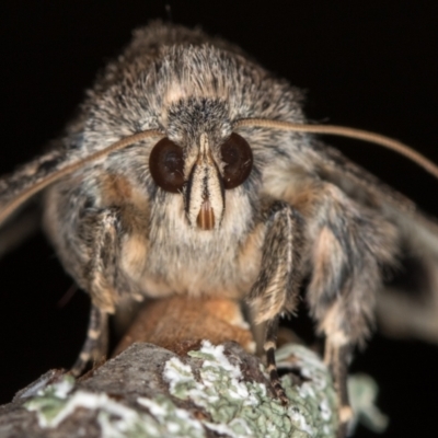 Eudesmeola lawsoni (Lawson's Night Moth) at Melba, ACT - 4 Jan 2021 by Bron