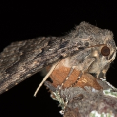 Eudesmeola lawsoni at Melba, ACT - 5 Jan 2021 12:19 AM