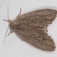 Destolmia lineata (Streaked Notodontid Moth) at Melba, ACT - 4 Jan 2021 by Bron