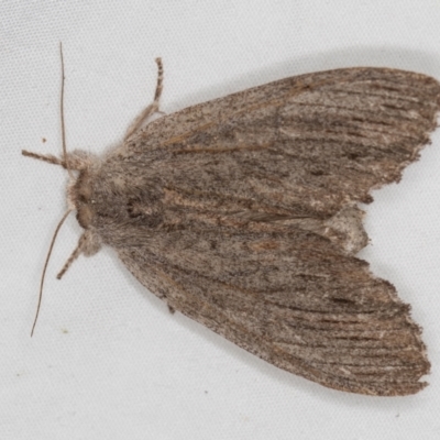 Destolmia lineata (Streaked Notodontid Moth) at Melba, ACT - 5 Jan 2021 by Bron