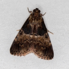 Orthaga thyrisalis (Teatree Web Moth) at Melba, ACT - 5 Jan 2021 by Bron