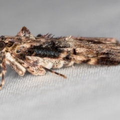 Orthaga thyrisalis at Melba, ACT - 5 Jan 2021 09:25 PM